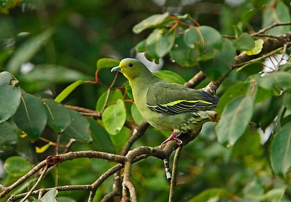 Andaman Green Pigeon