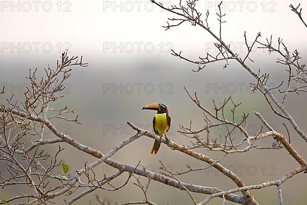 Lettered aracari