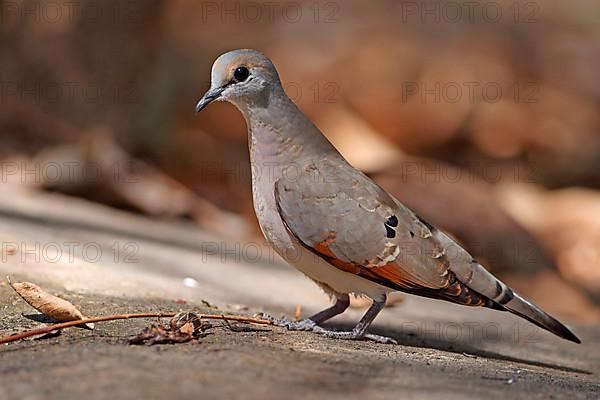 Ore-billed Dove