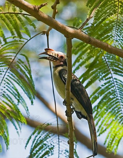 Luzon Tarictic luzon hornbill