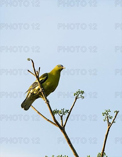 Philippine green pigeon