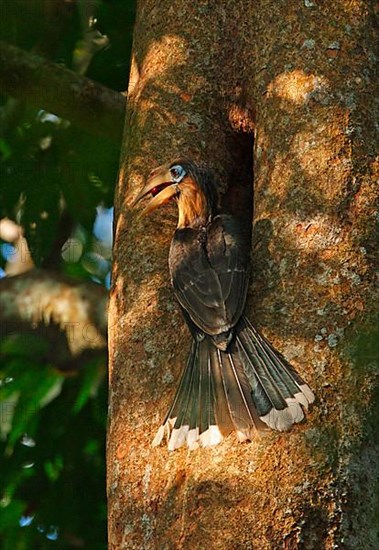 Tickell's Brown Hornbill