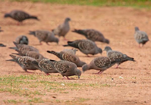 Spot-winged Pigeon