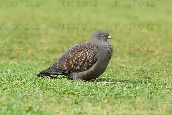 Spot-winged Pigeon