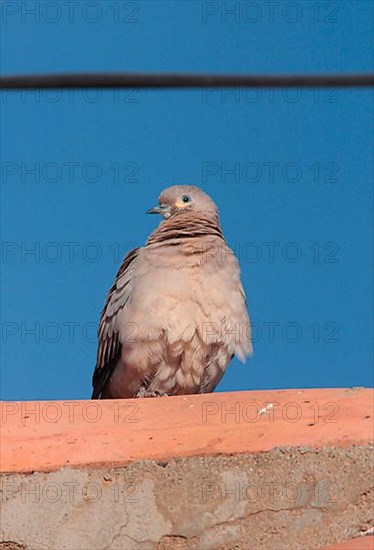 Black-winged Ground-dove