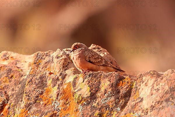 Bare-faced Ground-dove