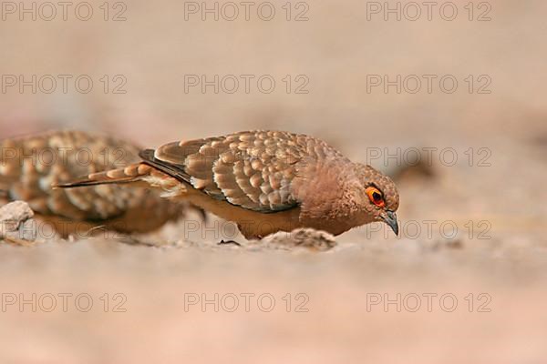 Bare-faced Ground-dove