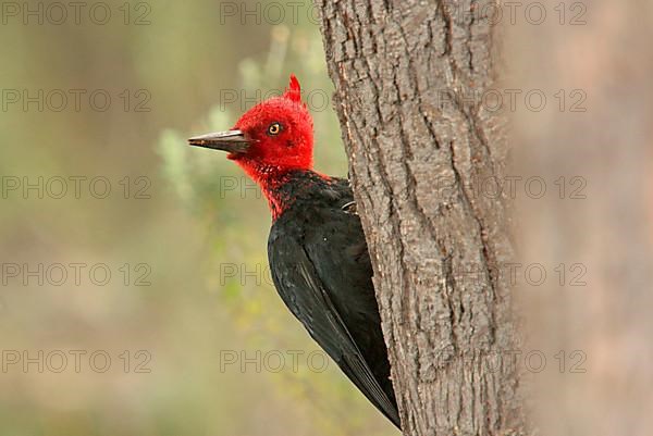 Magellanic Woodpecker