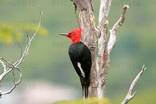 Magellanic Woodpecker