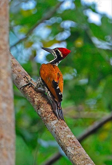 Greater Flameback