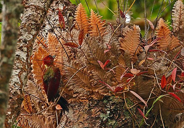 Banded Woodpecker