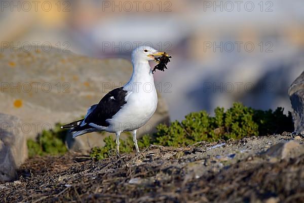 Cape gull