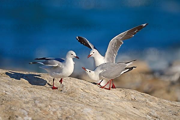 Hartlaub's Gulls