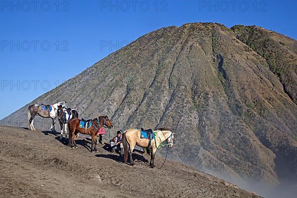 Horses waiting to bring tourists down from visiting Mount Bromo