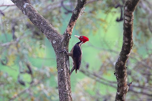 Pale-billed Woodpecker