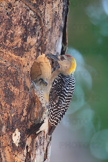 Hoffmann's Woodpecker