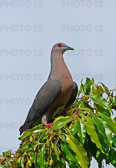 Ring-tailed Pigeon