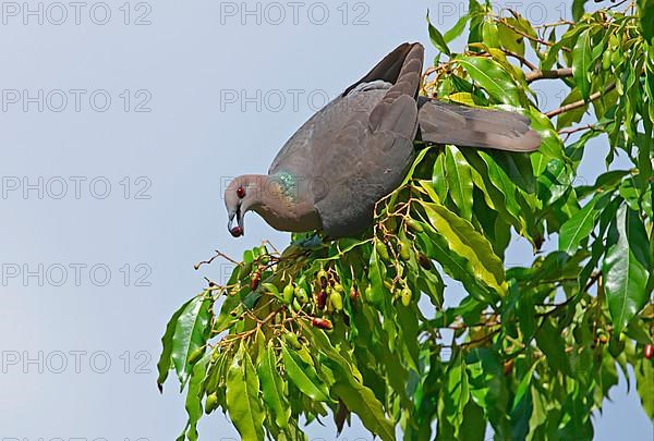 Ring-tailed Pigeon