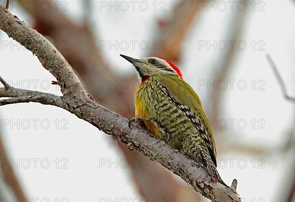 Cuban Green Woodpecker