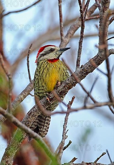 Cuban Green Woodpecker