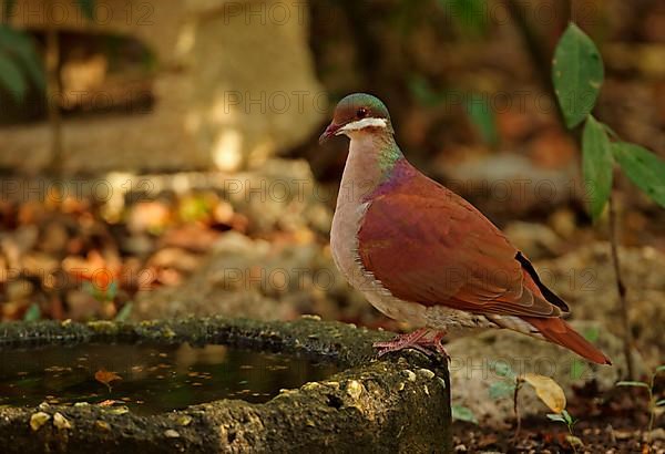 Key West Quail-dove