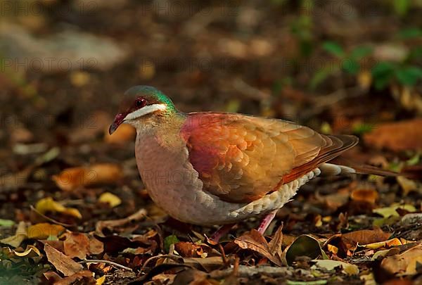 Key West Quail-dove