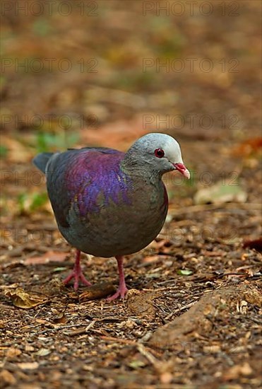 Grey-fronted Quail-dove