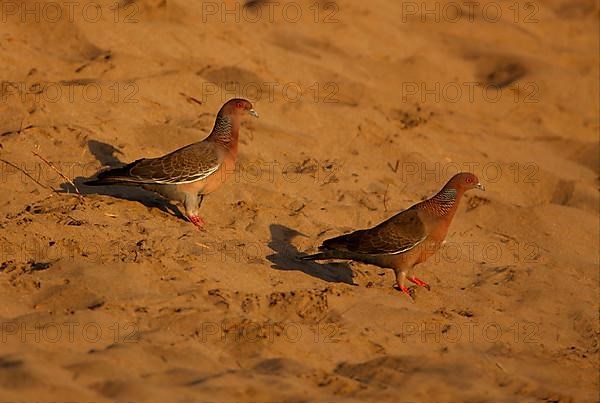 Picazuro Pigeon