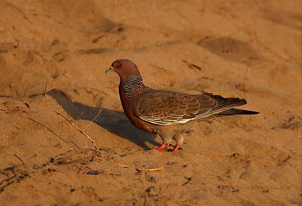 Picazuro Pigeon