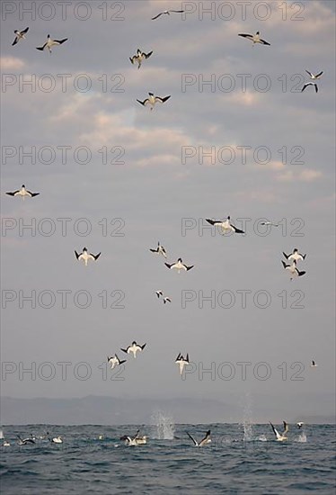 Cape cape gannet