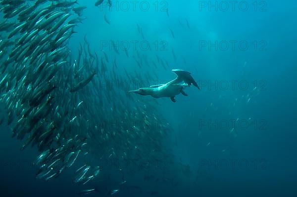 Cape gannet