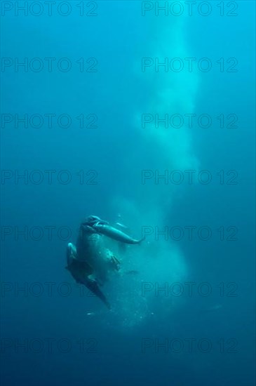 Cape gannet