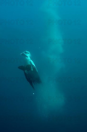 Cape gannet