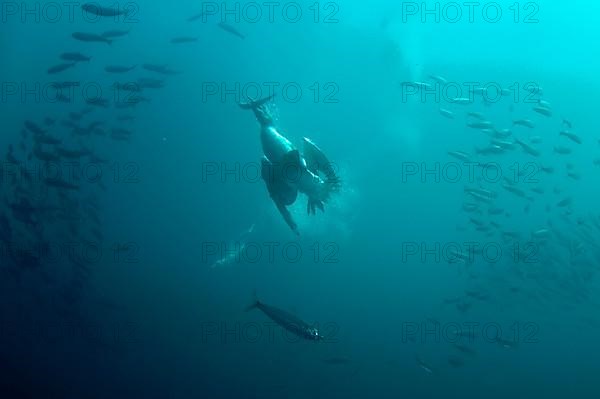 Cape gannet