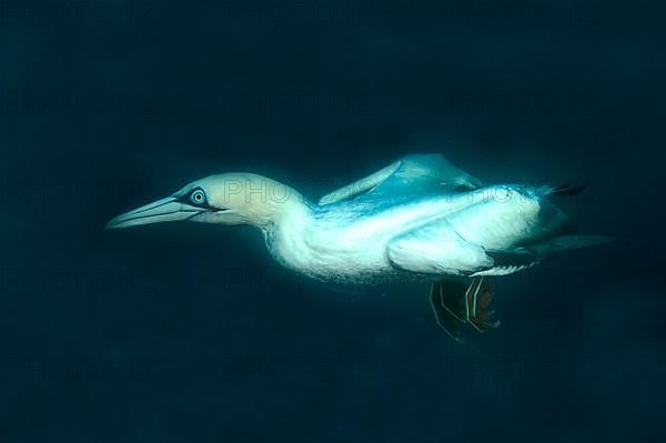 Cape gannet