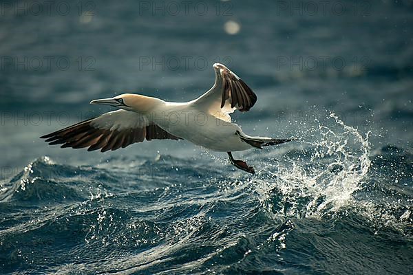 Cape gannet