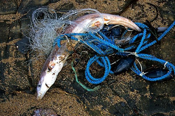 Common spiny dogfish