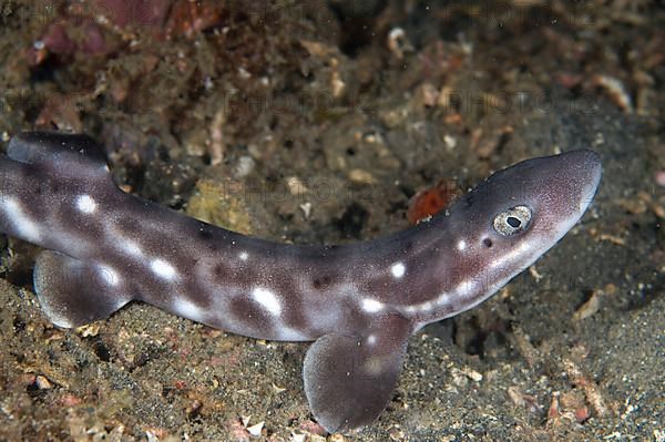 Coral catshark