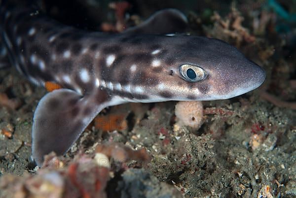 Coral catshark