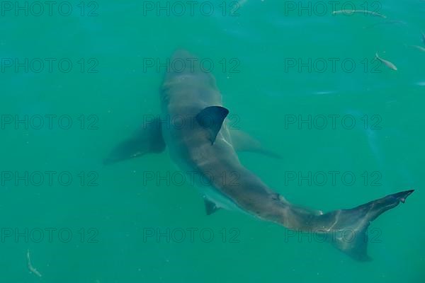 Adult great white shark