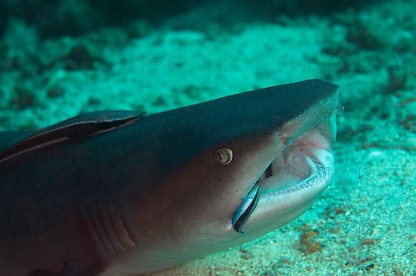 Whitetip Reef Shark