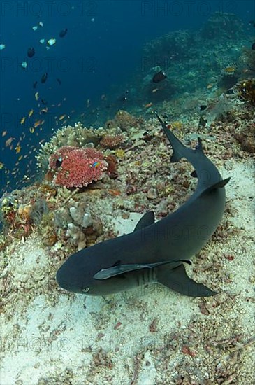 Whitetip Reef Shark