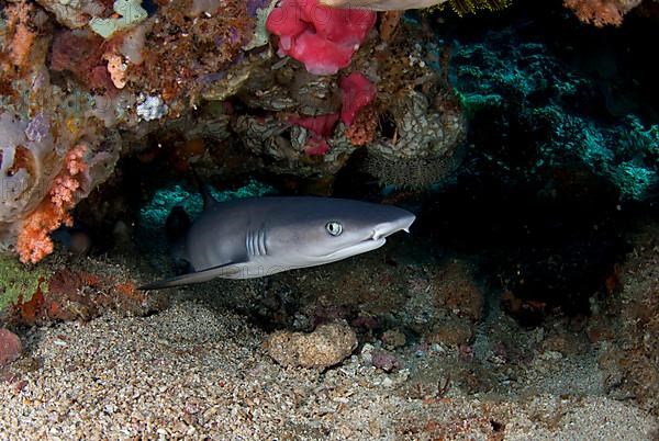 Whitetip Reef Shark