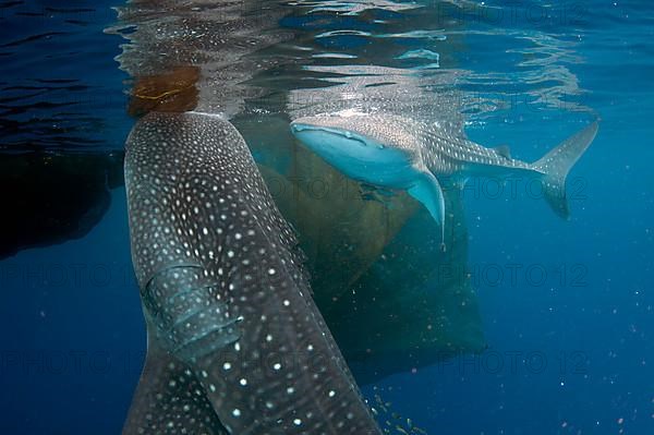 Whale shark