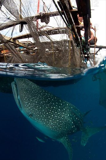 Adult whale shark