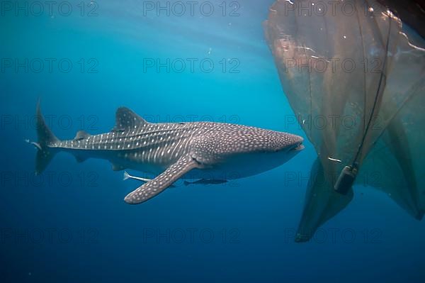 Adult whale shark