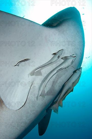 Whale shark