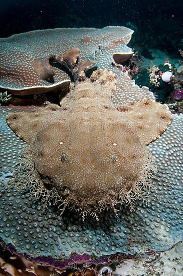 Tasselled wobbegongs