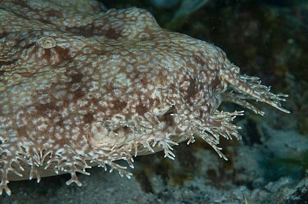 Tasselled wobbegongs