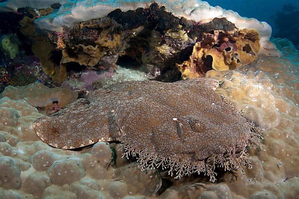 Tasselled wobbegongs